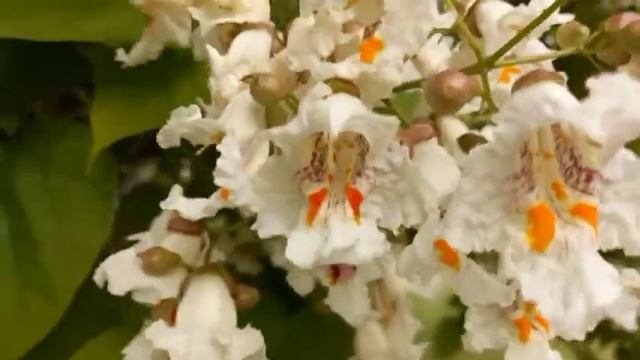 Катальпа - экзотическое растение, со своей историей и легендой.