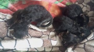 Новорождённые котята мейн-куны