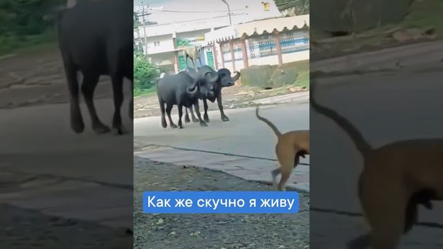 Как же скучно я живу