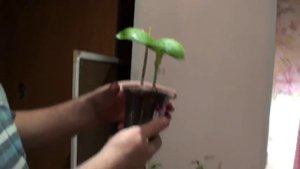 результат прививки арбуза на лагенарию и прививка на другие сорта тыкв