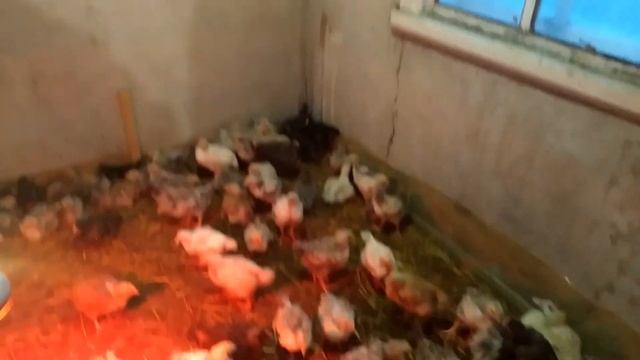 Мастер грей. Уже не крросс, а просто домашние мясо-яичные