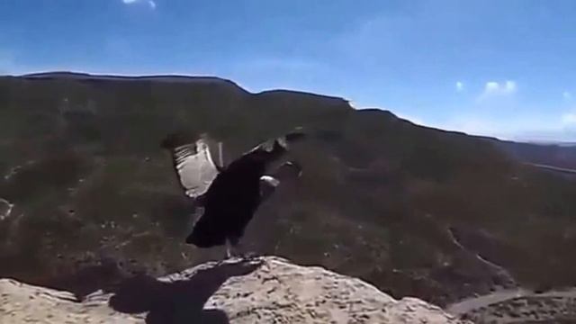 ПОЛЕТ КОНДОРА смотреть онлайн