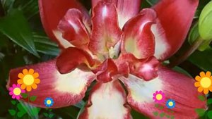 Лилия (Double Sensation). Краткий обзор: Лилия описание характеристик, где купить луковицы