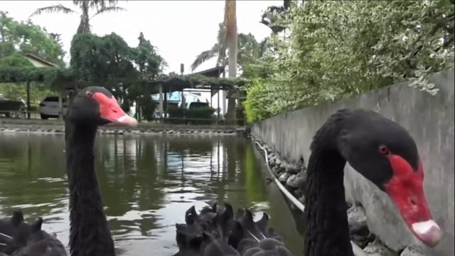 黑天鵝一對寶覓食趕綠頭鴨 Cute black swan, Luye Township Taitung (Taiwan) смотреть онлайн