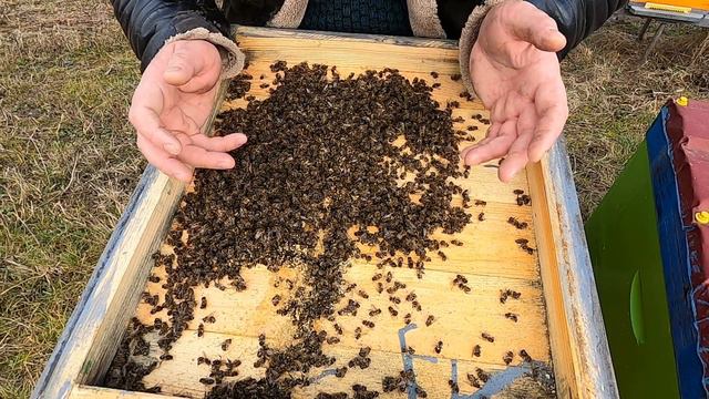 Осипалась бджолосімя Причина ??? смотреть онлайн