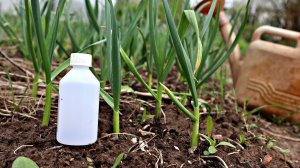 Лук и чеснок реагируют на эту подкормку мгновенным ростом! Как подкормить чеснок нашатырным спиртом?