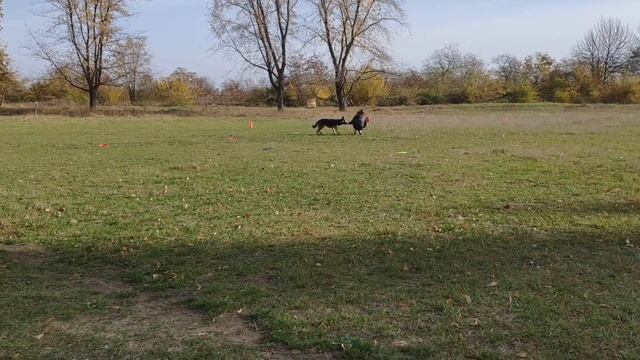 Frisbee-Манія 2018 Лера и Фрида.mp4
