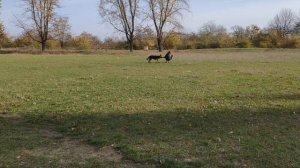 Frisbee-Манія 2018 Лера и Фрида.mp4
