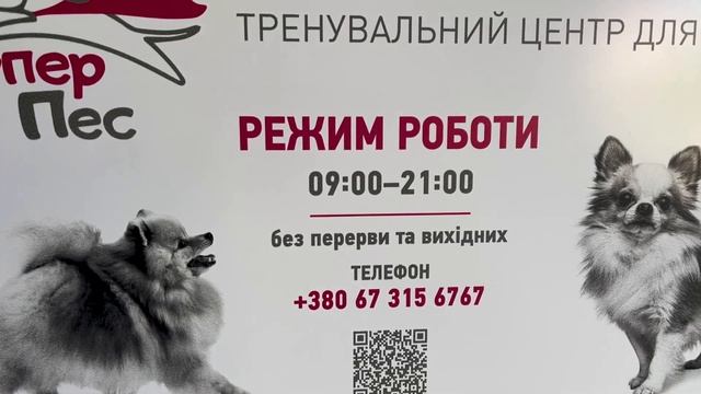 VLOG Собаке опять плохо((едем во Львов смотреть онлайн