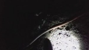 Дождевой Червь  Ночная жизнь   Lumbricus terrestris