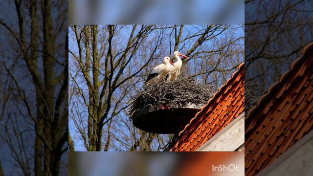 cover "Аист на крыше" смотреть онлайн