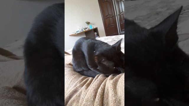 Прилив нежности. Бомбейский кот Муркис. смотреть онлайн