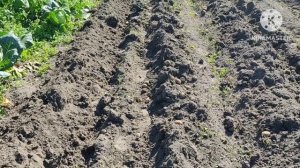Ура. Научился плугом выкапывать картофель. Мотоблок МТЗ беларус. Легко и просто.# МТЗ беларус