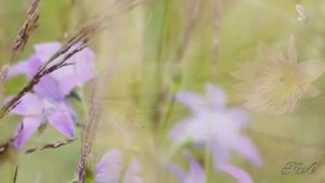 Для души... Джованни Марради - Поэма.  Giovanni Marradi - Poeme