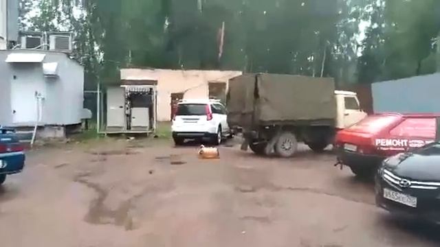 Разрыв сердца у собаки смотреть онлайн