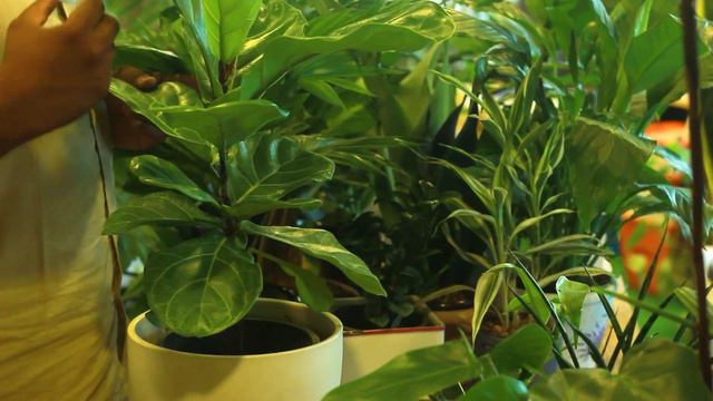 SMALL TO BIG ep3 Indoor Plants Care And Tips, Best Indoor Plants & Low Light indoor plants.