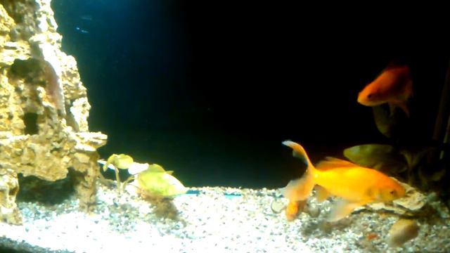 Рак мандарин и рыбка комета. смотреть онлайн