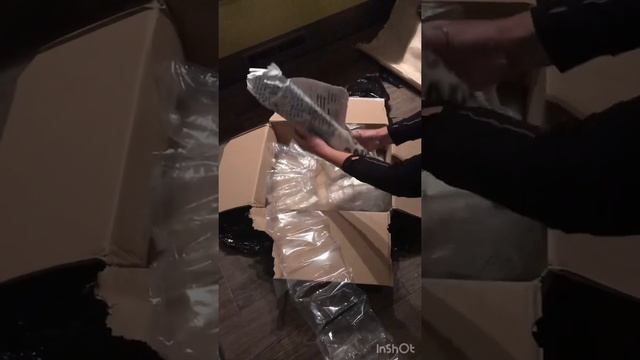 unboxing Philodendron squamiferum Magic Mask Florida Beauty смотреть онлайн