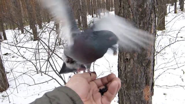 Октябрьский лес. смотреть онлайн