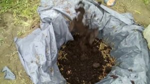 Голубика, посадка и уход. Пошаговая инструкция посадки.