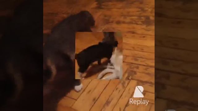 Арчи 4 мес Акита Ину "Хатико" Саранск смотреть онлайн