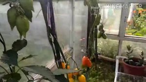 Томаты: Золотая рыбка и Золотой лимон.