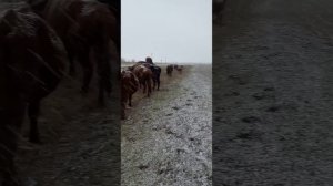 коровы по снегу гуляют mp4