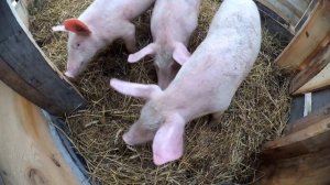 Стайка для свиней из теплицы