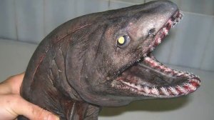 ПЛАЩЕНОСНАЯ АКУЛА - Хищница океанских глубин