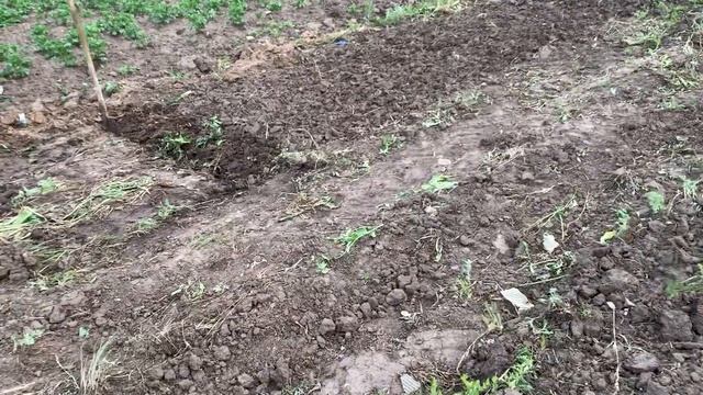 Клубника сорт Лючия,Люция. Первая грядка для ягоды, клубника Лючия,Люция.#клубника #лючия#саженцы смотреть онлайн