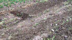 Клубника сорт Лючия,Люция. Первая грядка для ягоды, клубника Лючия,Люция.#клубника #лючия#саженцы