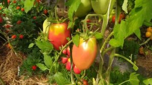 БАРХАТЦЫ в теплице/Зачем?