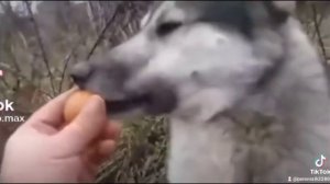 это яйцо ты понимаеш его не надо охранять