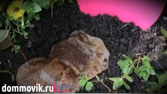 Спитый чай как удобрение: не выбрасывайте заварку, она ещё пригодится смотреть онлайн