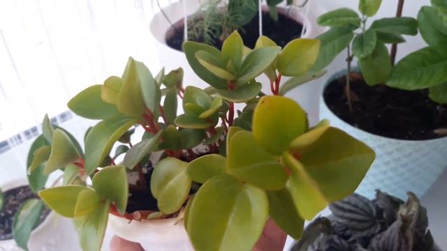 ПЕПЕРОМИИ (уход и размножение) ХОЙЯ триколор, luis Bois( укоренение) смотреть онлайн