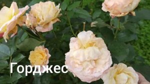 Второе цветение роз: Мария Каллас, Chippendale, Дездемона, Gorgeous.