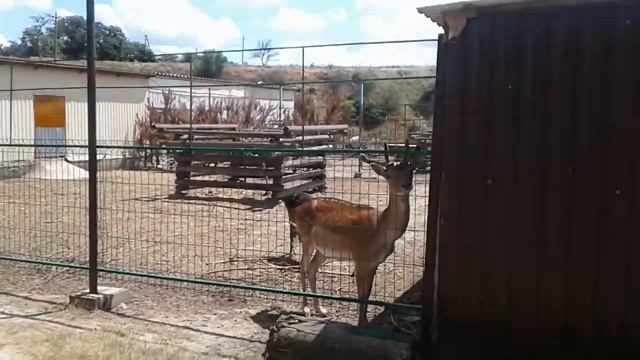 Поселок За Родину, контактный зоопарк, милашки Олени..:) смотреть онлайн