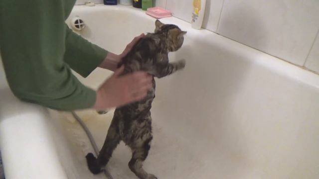 КАК ПОМЫТЬ КОТА БЕЗ ПРОБЛЕМ! смотреть онлайн