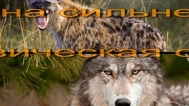 Пятнистая гиена против серого волка.Кто сильнее.? смотреть онлайн