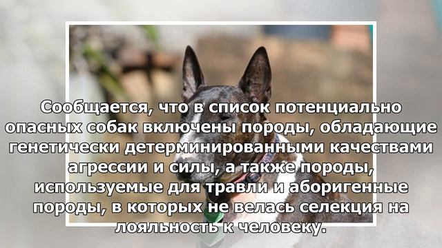 МВД составило перечень потенциально опасных собак