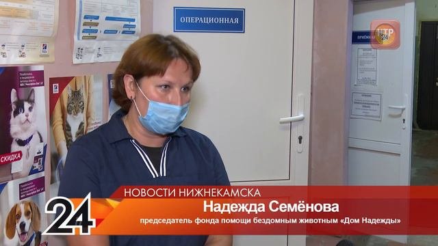 В Нижнекамске начали бесплатно стерилизовать домашних животных