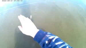 рекордный судак на перемёт 2 850 кг