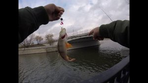 СПИННИНГ НА КАНАЛЕ,ПОЙМАЛ УТКУ)))