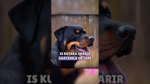 #Dog #doglover #duniya ki shbse khatarnak koto ki prajapati me rottweiler ka naam shamil  #doglover