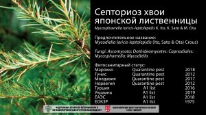Септориоз хвои японской лиственницы (Mycosphaerella laricis-leptolepidis K. Ito, K. Sato & M. Ota)