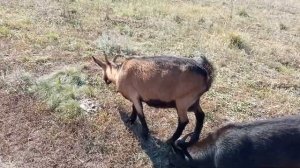 Новые козы! Ура стадо расширилось! Чешская и Альпийская коза!