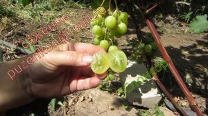 ГФ Спонсор- виноград на участке Пузенко Наталья Лариасовны