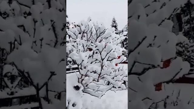 2 АПРЕЛЯ ВЫПАЛ СНЕГ. ЧЕМ БОЛЬШЕ ПРОЖИЛИ МЫ ЛЕТ ТЕМ ВЫШЕ ЦЕНИМ МЫ МГНОВЕНИЕ...