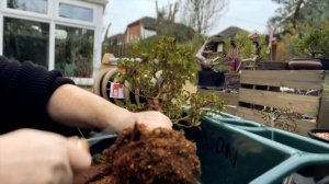 Discover the Secrets to Thriving Satsuki Azalea Bonsai ?