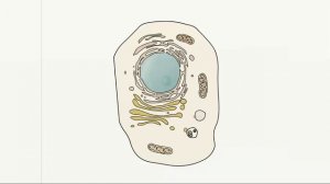 Фаго- и пиноцитоз